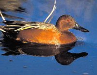 Cinnamon Teal